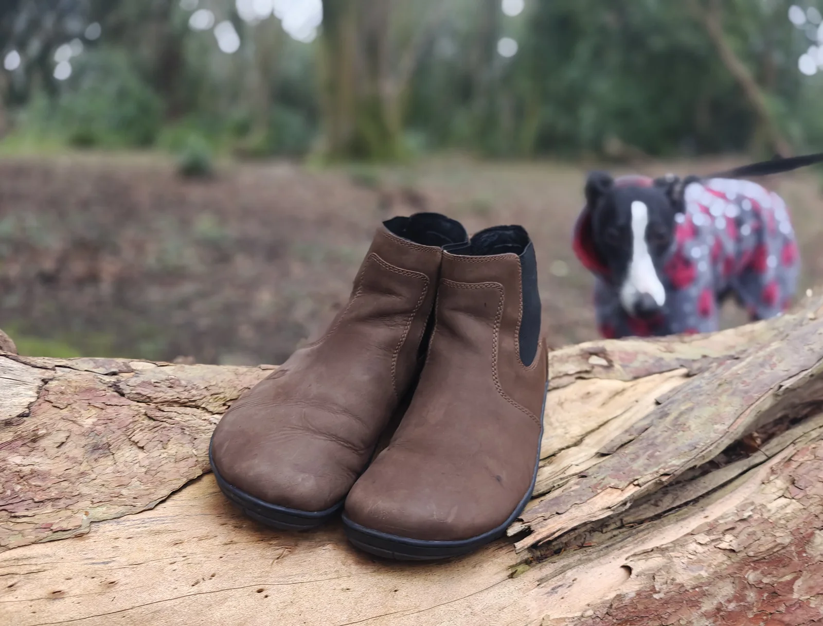 Worn brown barefoot boots on a fallen log, with Santa the dog in a coat standing behind them