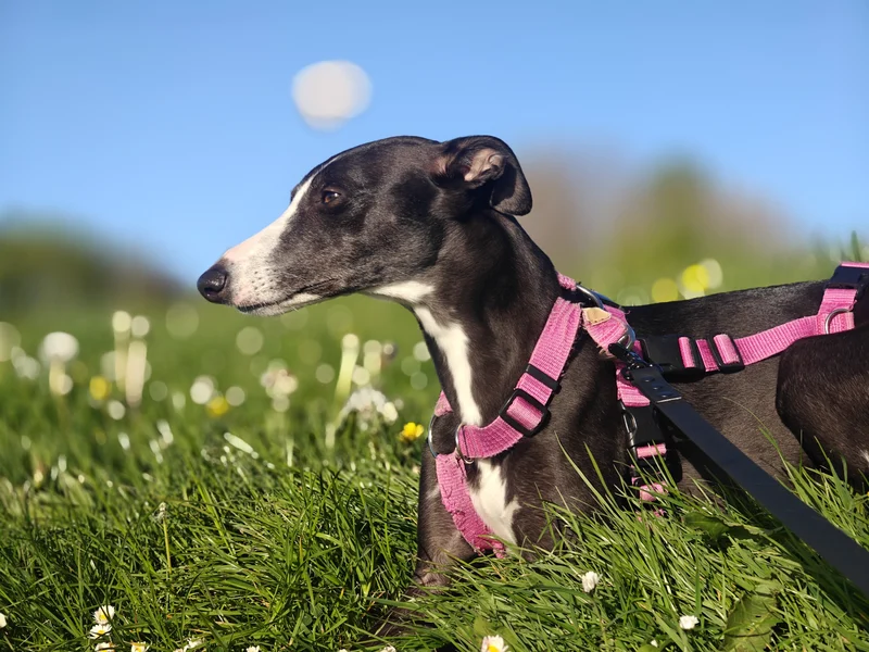 Santa lying in the grass in sunshine, wearing her pink harness